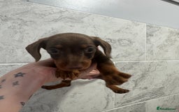 Miniature Dachshund dogs for sale: REDUCED Miniature dachshund Last Two available  in Hook - Image 19