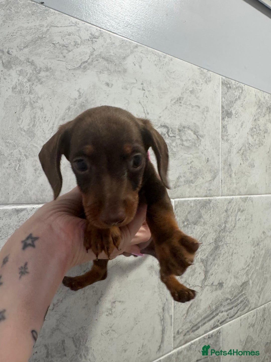 Miniature Dachshund dogs for sale: REDUCED Miniature dachshund Last Two available  in Hook - Image 19