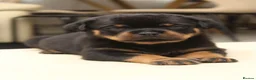 Rottweiler dogs for sale: Exceptional KC Pedigree Rottweilers - Advert 9