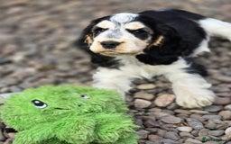 Cocker Spaniel dogs for sale: Last girl Ready fully vaccinated  - Image 6
