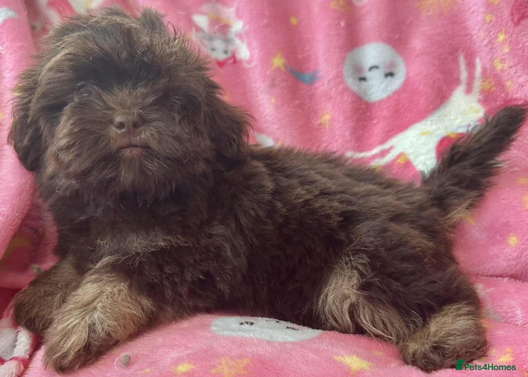 Shihpoo dogs for sale: Beautiful Chocolate & Tan Girl Ready Next Week  - Image 4