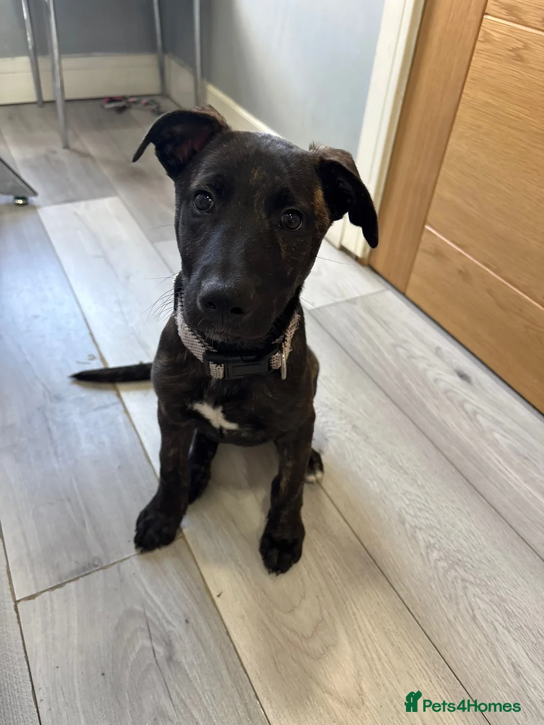 Mixed Breed dogs for sale: DUTCH SHEPARD X STAFFY PUP in Birmingham - Advert 2