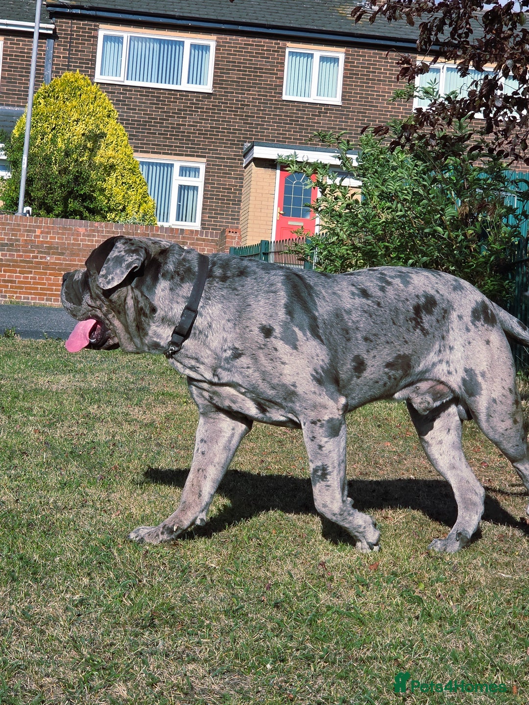Cane Corso dogs for stud: 🧬MAJESTIC MERLE STUD🧬 - Image 3