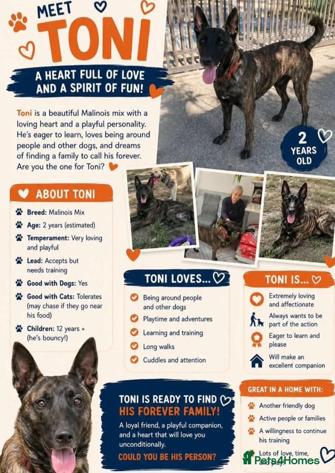 Belgian Shepherd Dog dogs for adoption: TONI! in Leeds - Advert 3