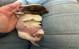 Cocker Spaniel dogs for sale: Beautiful, family cocker spaniels available - Image 15