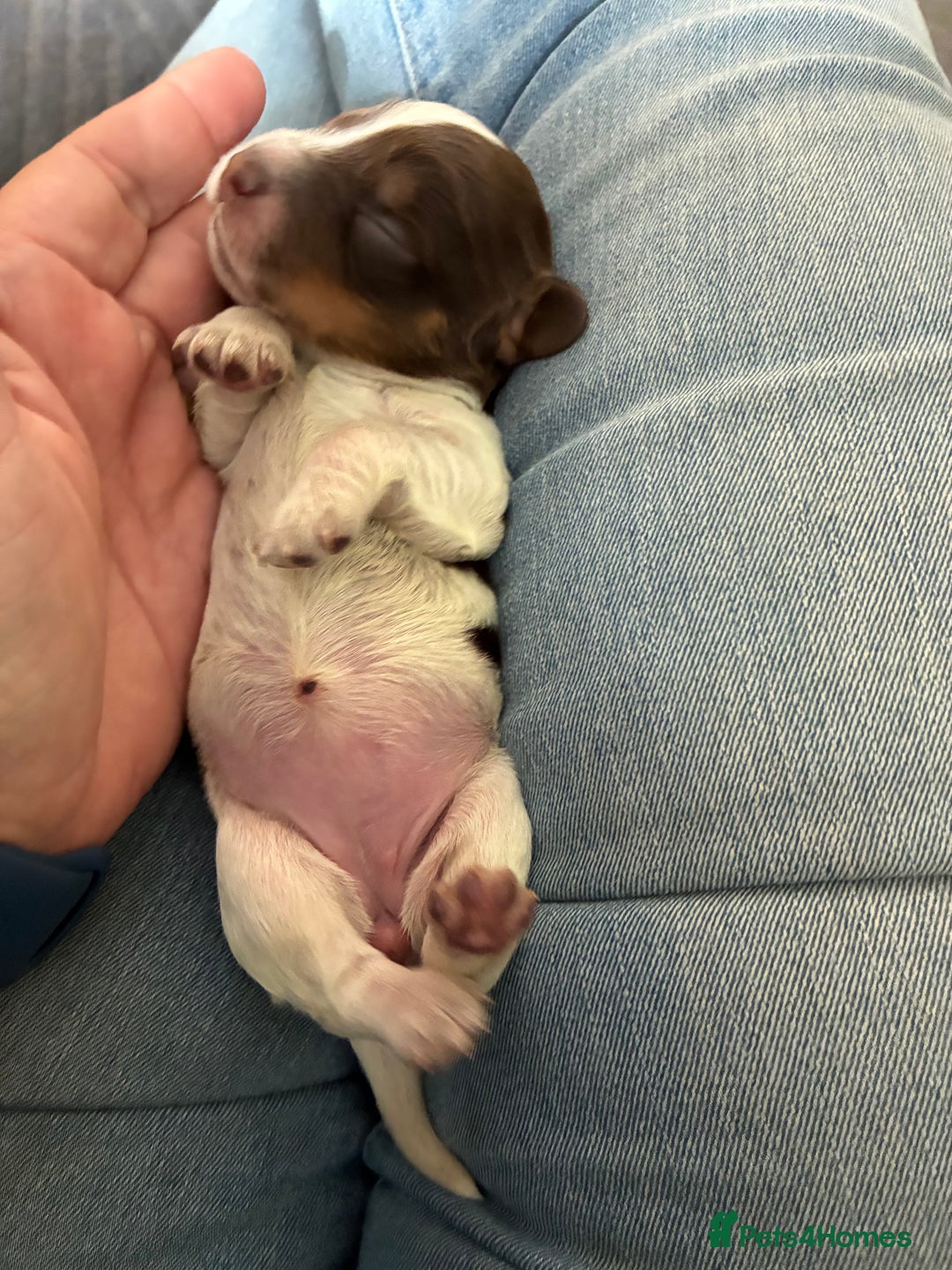 Cocker Spaniel dogs for sale: Beautiful, family cocker spaniels available - Image 15