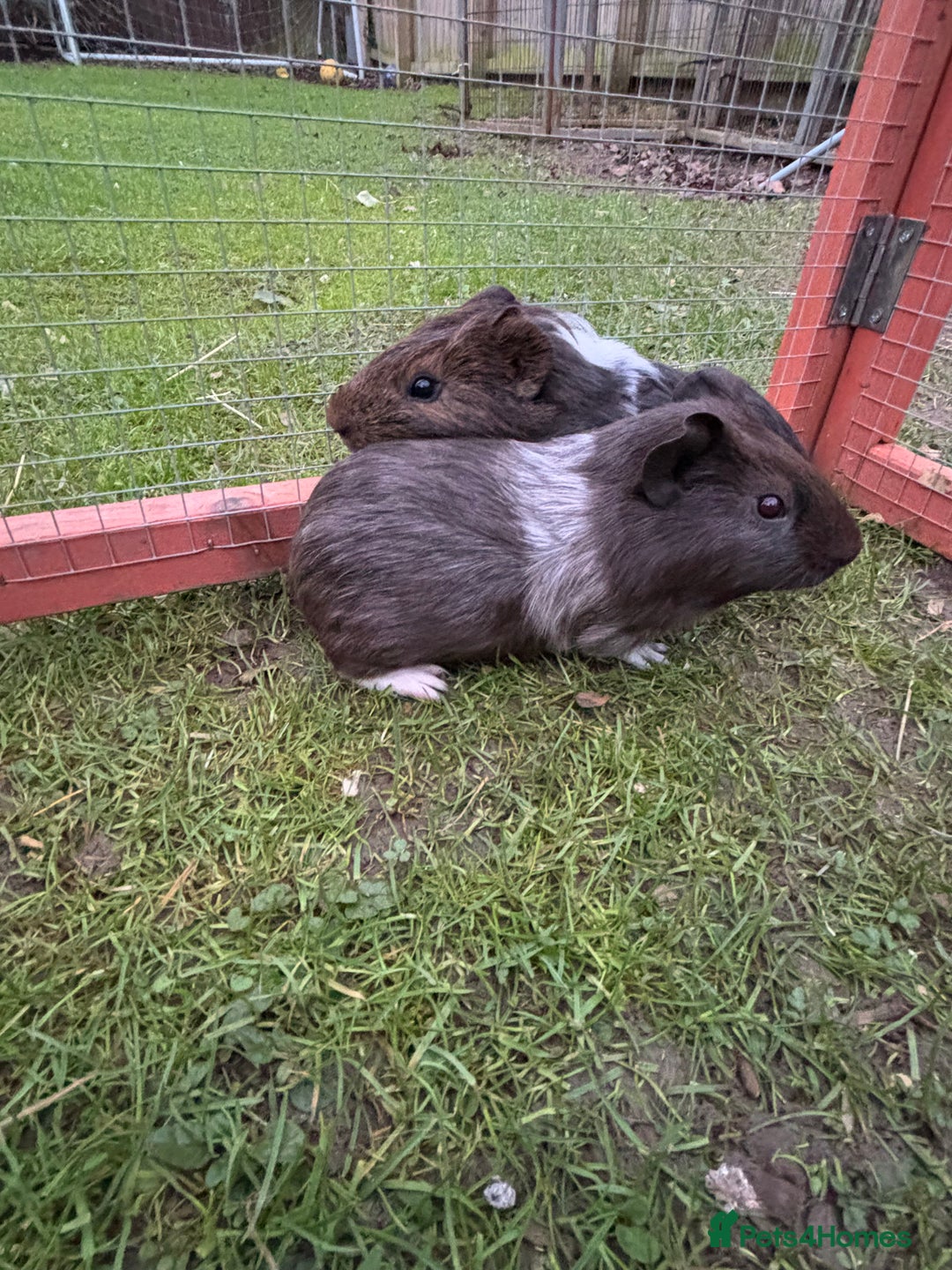 Guinea Pig rodents for sale: Baby guinea pigs  - Advert 11