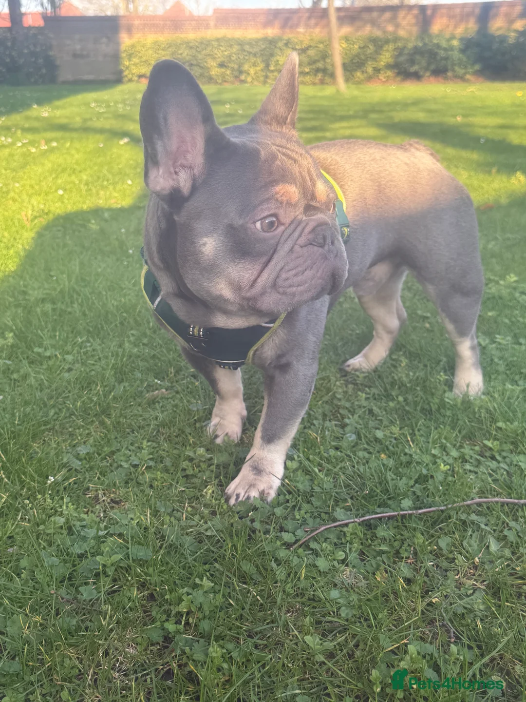 French Bulldog dogs for stud: Freddie the frenchie  - Advert 6