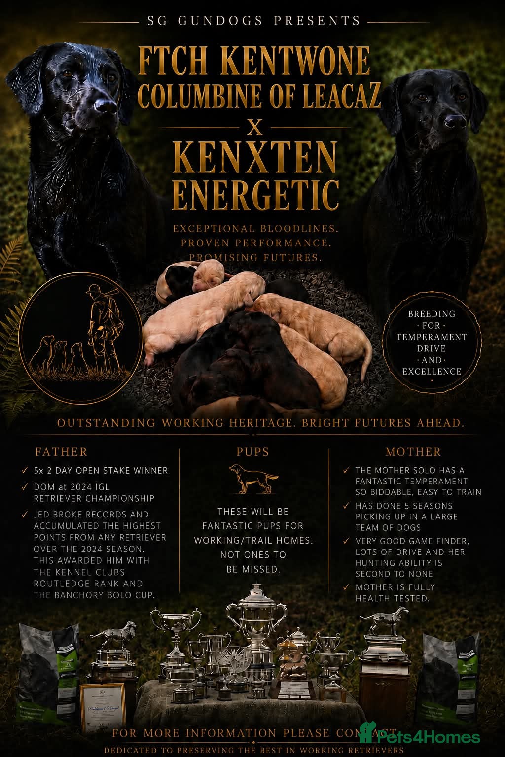Labrador Retriever dogs 7 KC lab pups out of a FTCH - Advert 2