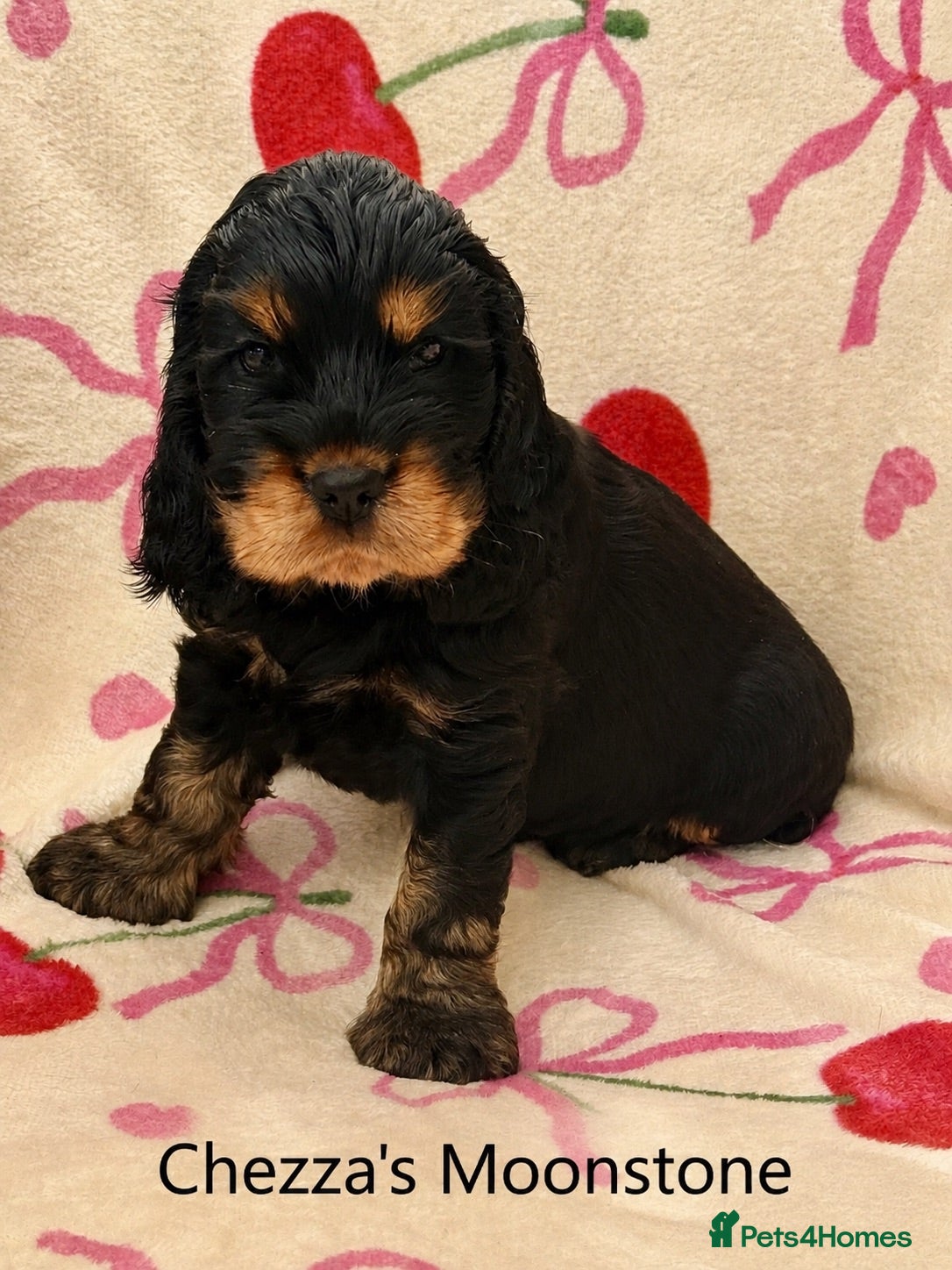 Cocker Spaniel dogs Two very gorgeous Black & Tan Male Puppies - Advert 2
