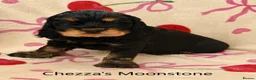 Cocker Spaniel dogs for sale: Two very gorgeous Black & Tan Male Puppies - Advert 2