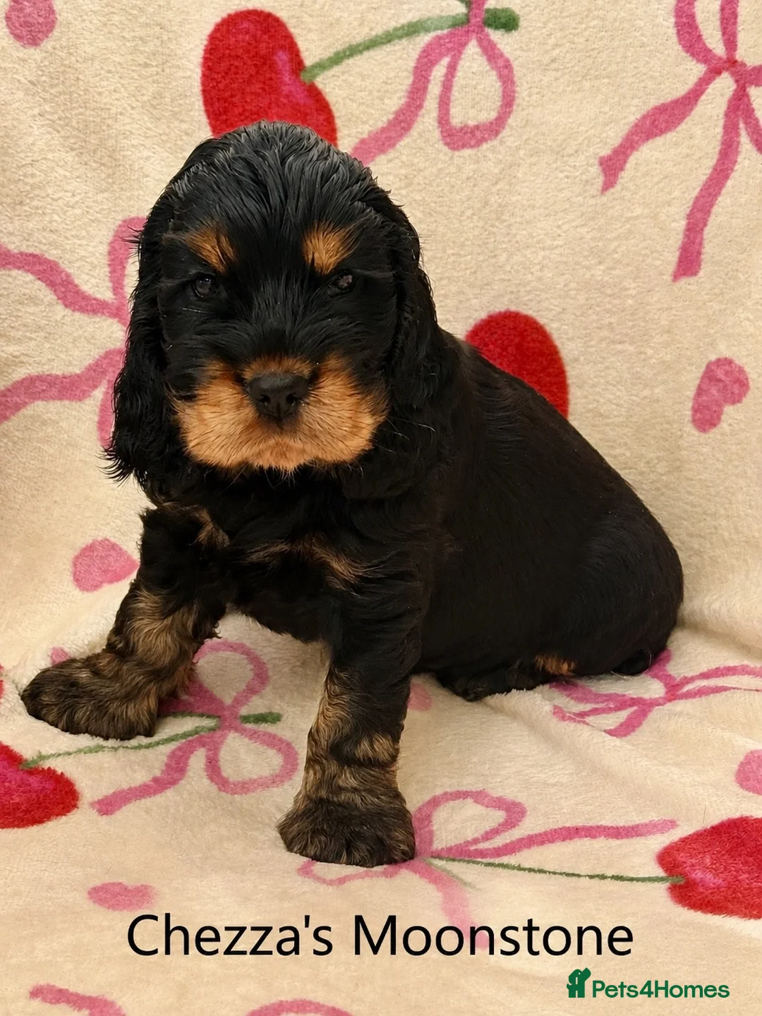 Cocker Spaniel dogs for sale: Two very gorgeous Black & Tan Male Puppies - Advert 2