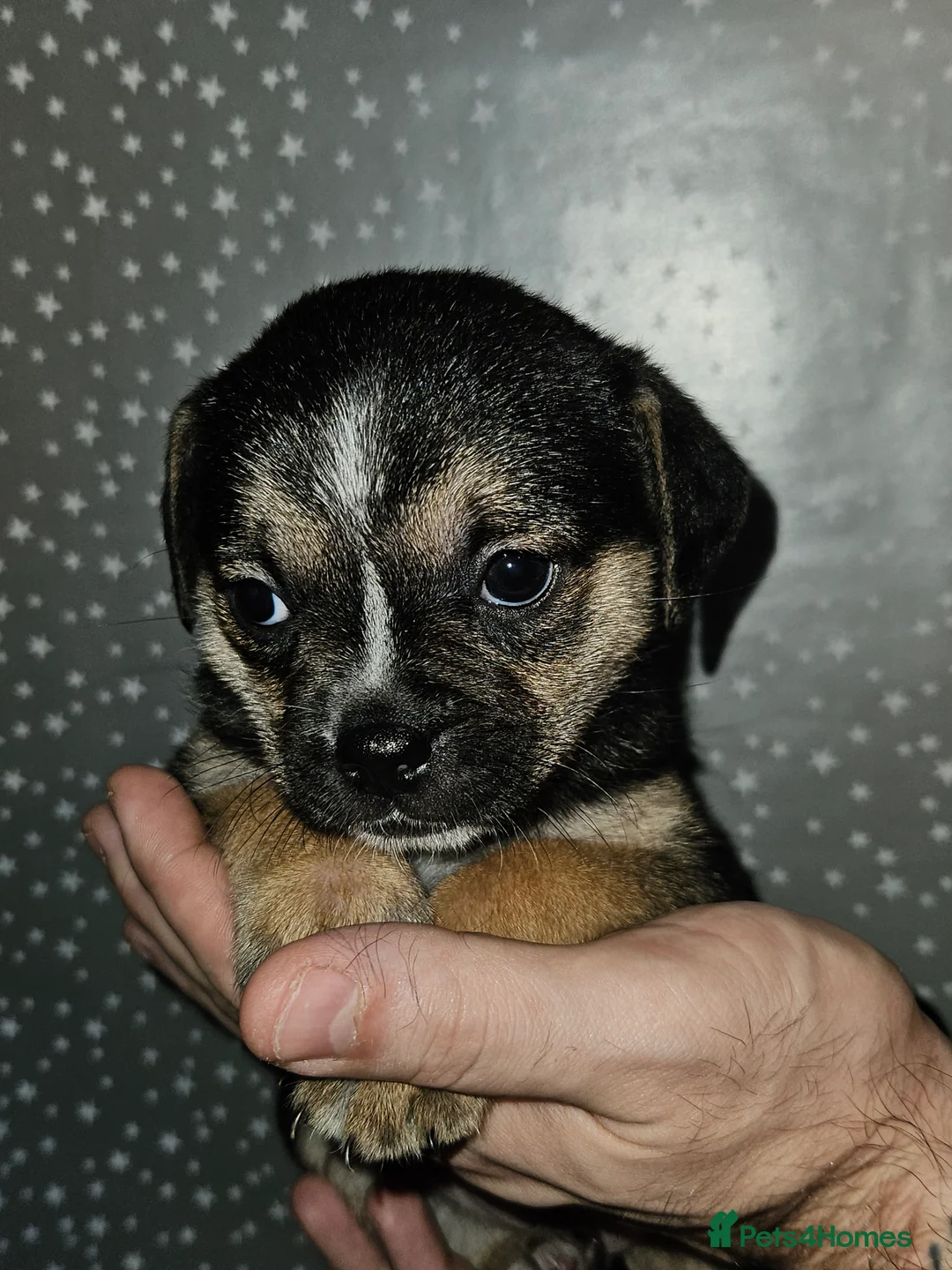 Mixed Breed dogs for sale: Pug x staff & pug x staff x chihuahua puppies  - Advert 4