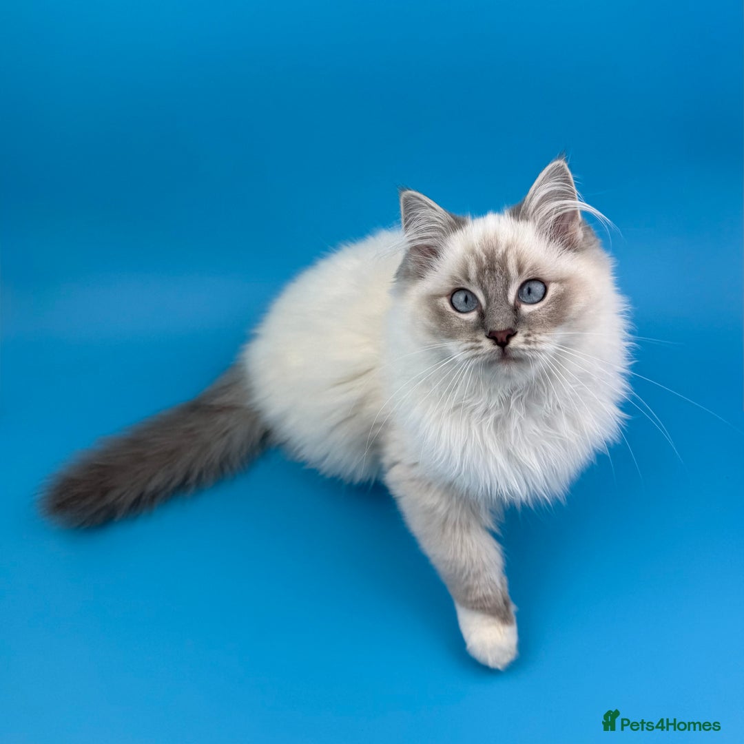 Ragdoll cats for sale: 💙 STUNNING GCCF GRCH SIRED RAGDOLL KITTENS 💙 - Advert 21