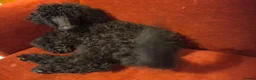 Standard Poodle dogs for sale: Standard Poodle puppies - Advert 5