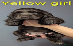 Cocker Spaniel dogs for sale:  Show type cocker spaniel puppies (SOLD) - Image 12