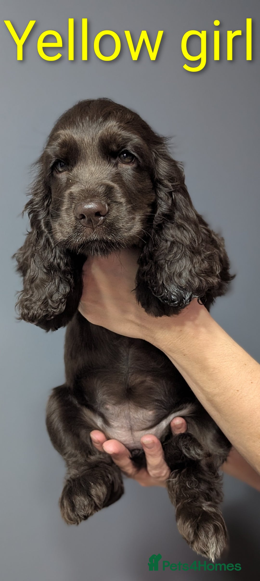 Cocker Spaniel dogs for sale:  Show type cocker spaniel puppies (SOLD) - Image 12