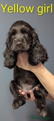 Cocker Spaniel Puppy 9