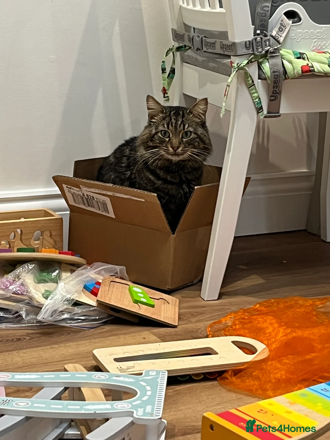 Mixed Breed cats for sale: Stray fluffy cat available for adoption - Advert 3