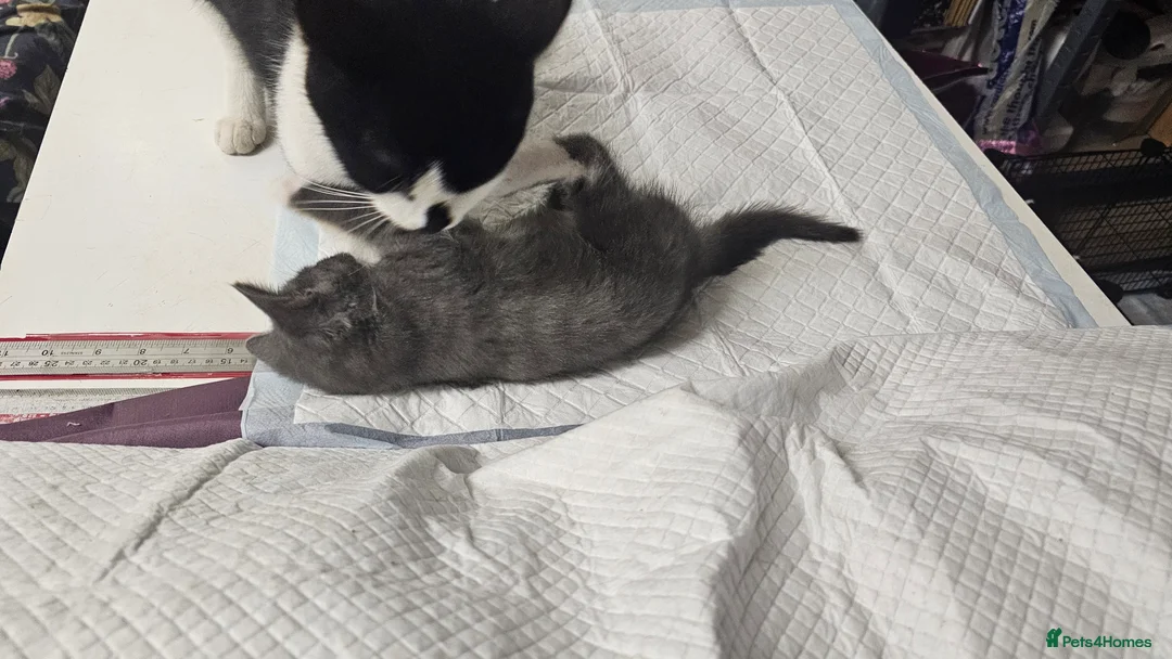Mixed Breed cats for sale: Loving and cute grey kitten in Enfield - Advert 4