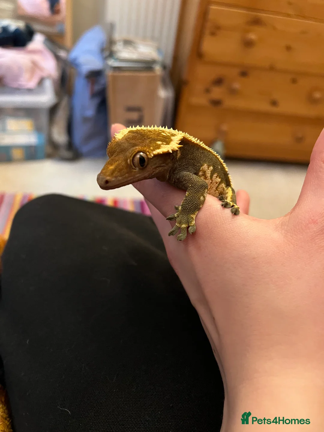 Gecko reptiles for sale: Crested Gecko- loving home wanted  in Norwich - Advert 3