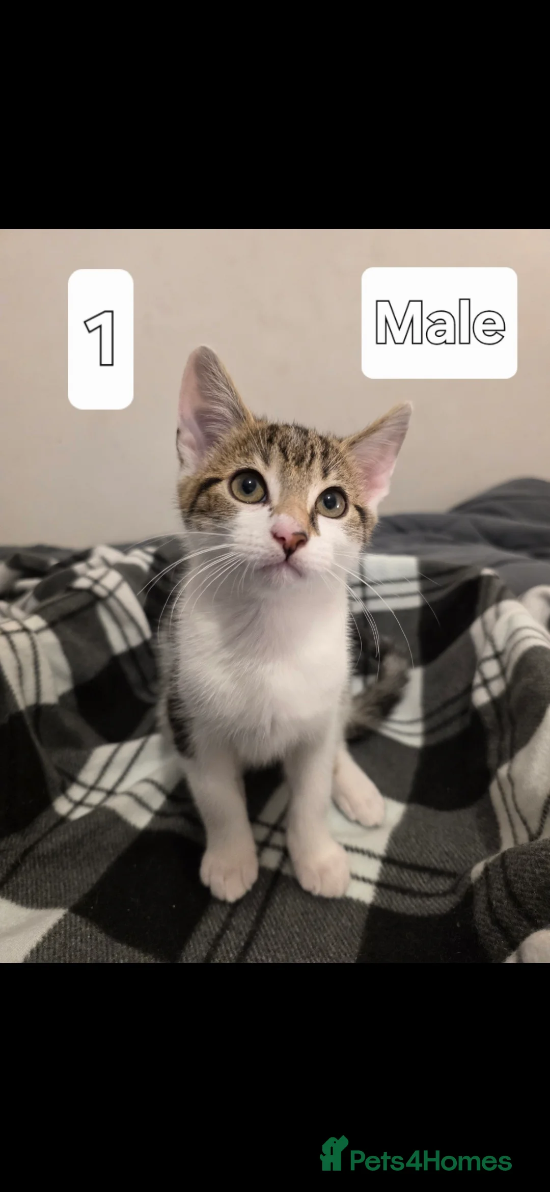 Mixed Breed cats for sale: Beautiful brother and sisters ready for new homes - Advert 13