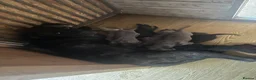 Cane Corso dogs for sale: Cane corso pups  - Advert 9