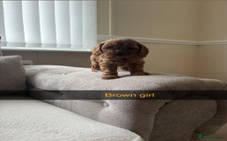 Cavapoo dogs for sale: Cava poo puppies, Ruby Red - Image 5