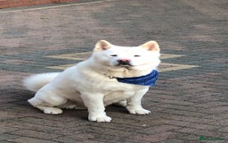 Mixed Breed dogs for sale: F1 Caucasian shepherd X American Akita  - Image 10