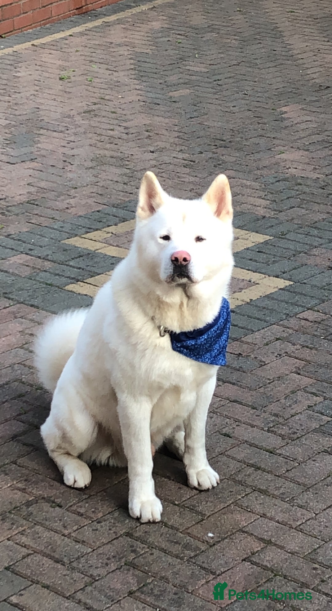 Mixed Breed dogs for sale: F1 Caucasian shepherd X American Akita  - Image 10