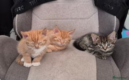 Domestic Shorthair cats for sale: Kittens for sale - Image 5
