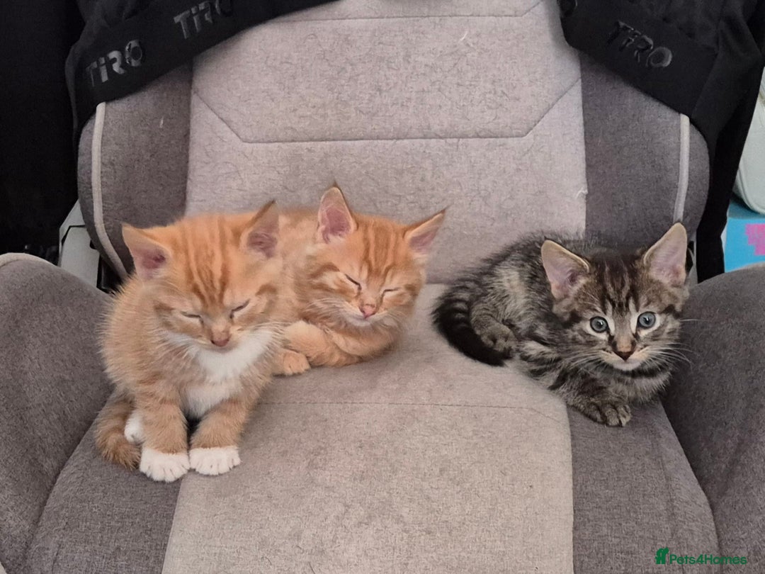 Domestic Shorthair cats for sale: Kittens for sale - Image 5