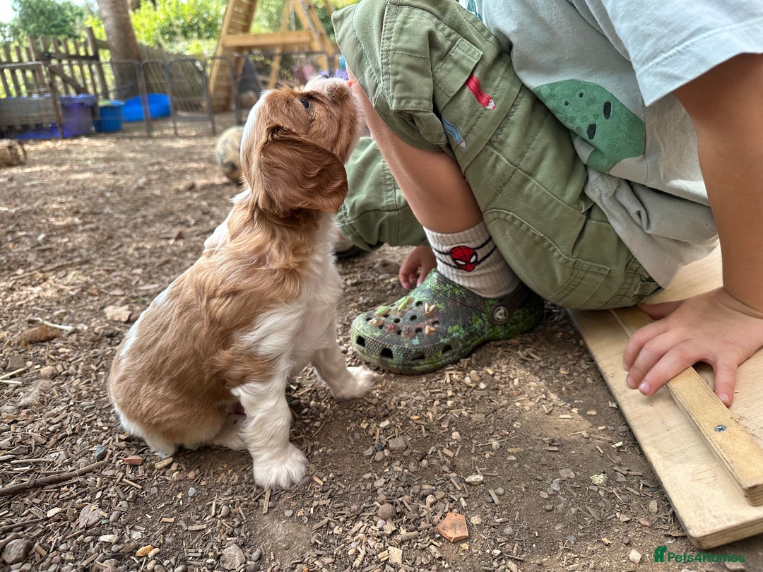 Cavalier King Charles Spaniel dogs for sale: Kc Cavalier King Charles Spaniel pups DNA tested  - Image 22