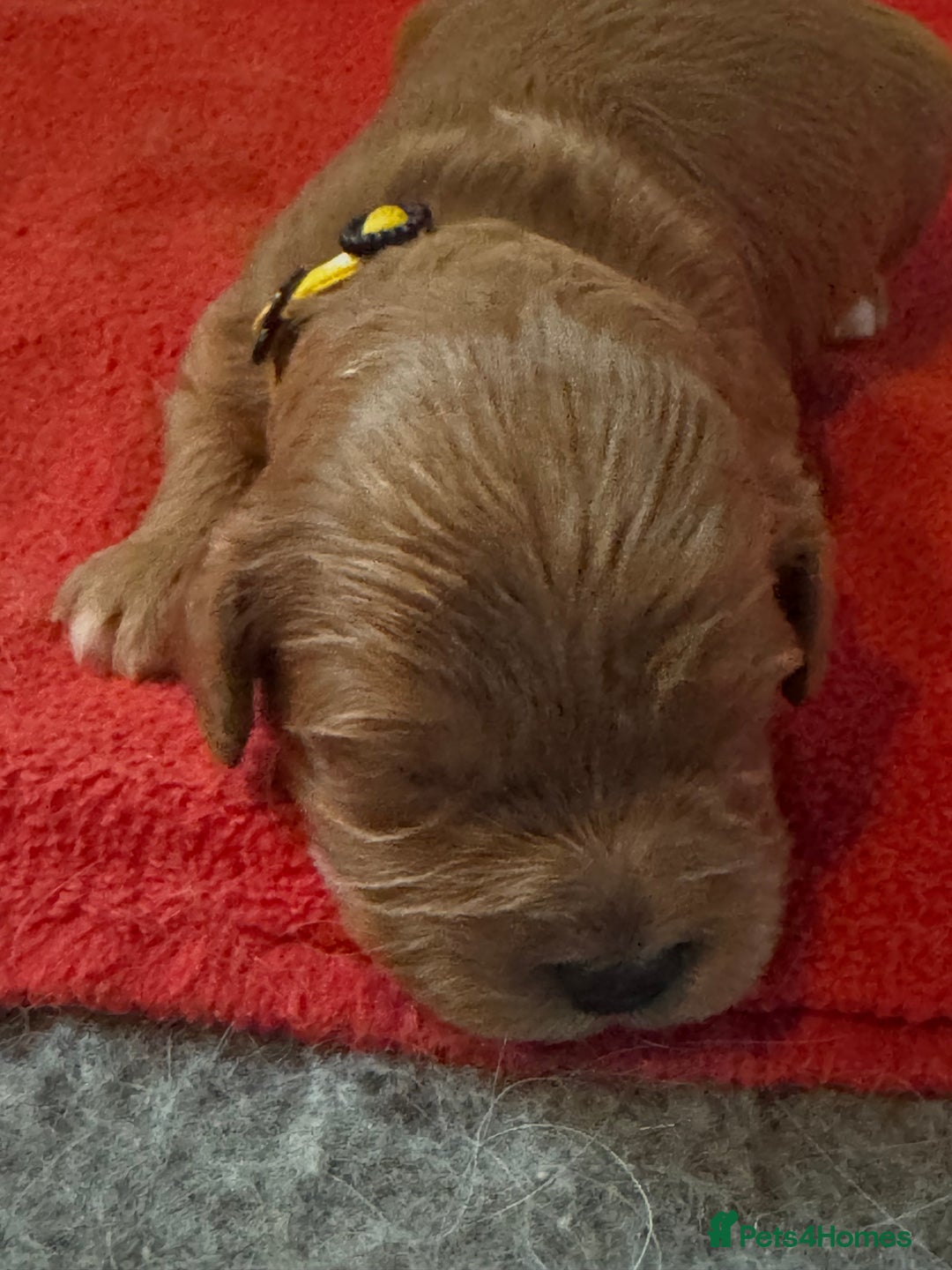 Cavapoo dogs for sale: Stunning F1 Toy Cavapoo’s 5* licensed breeder DNA - Advert 6