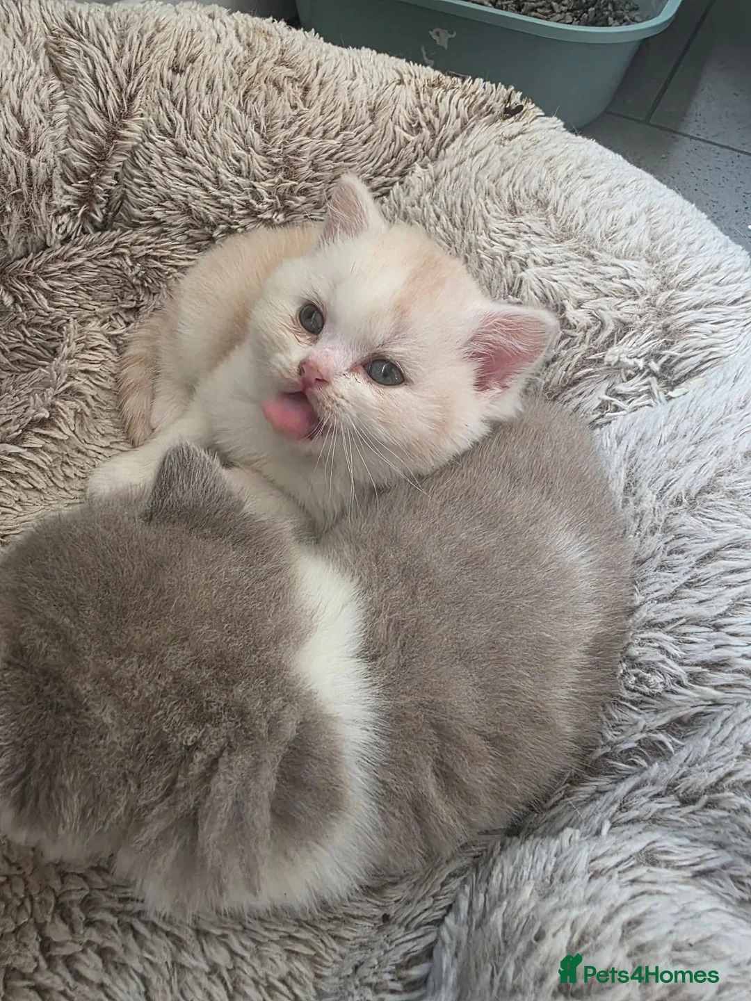 British Shorthair cats for sale: Two Stunning Boys ready to reserve  - Advert 14