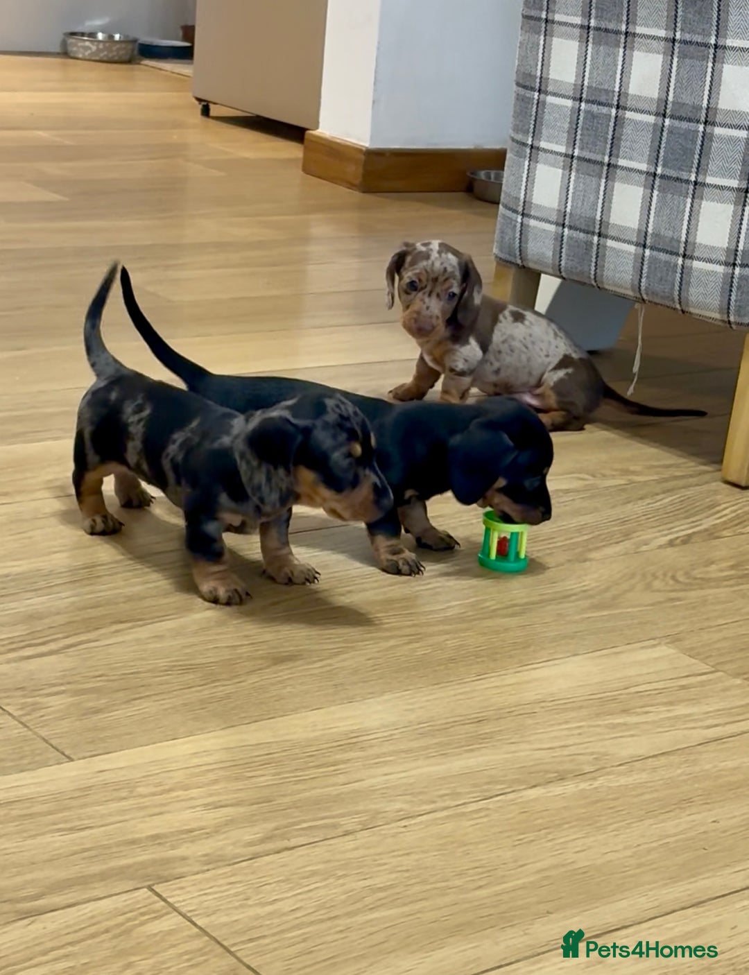 Miniature Dachshund dogs for sale: READY NOW - 2 boys left - KC registered  - Image 15