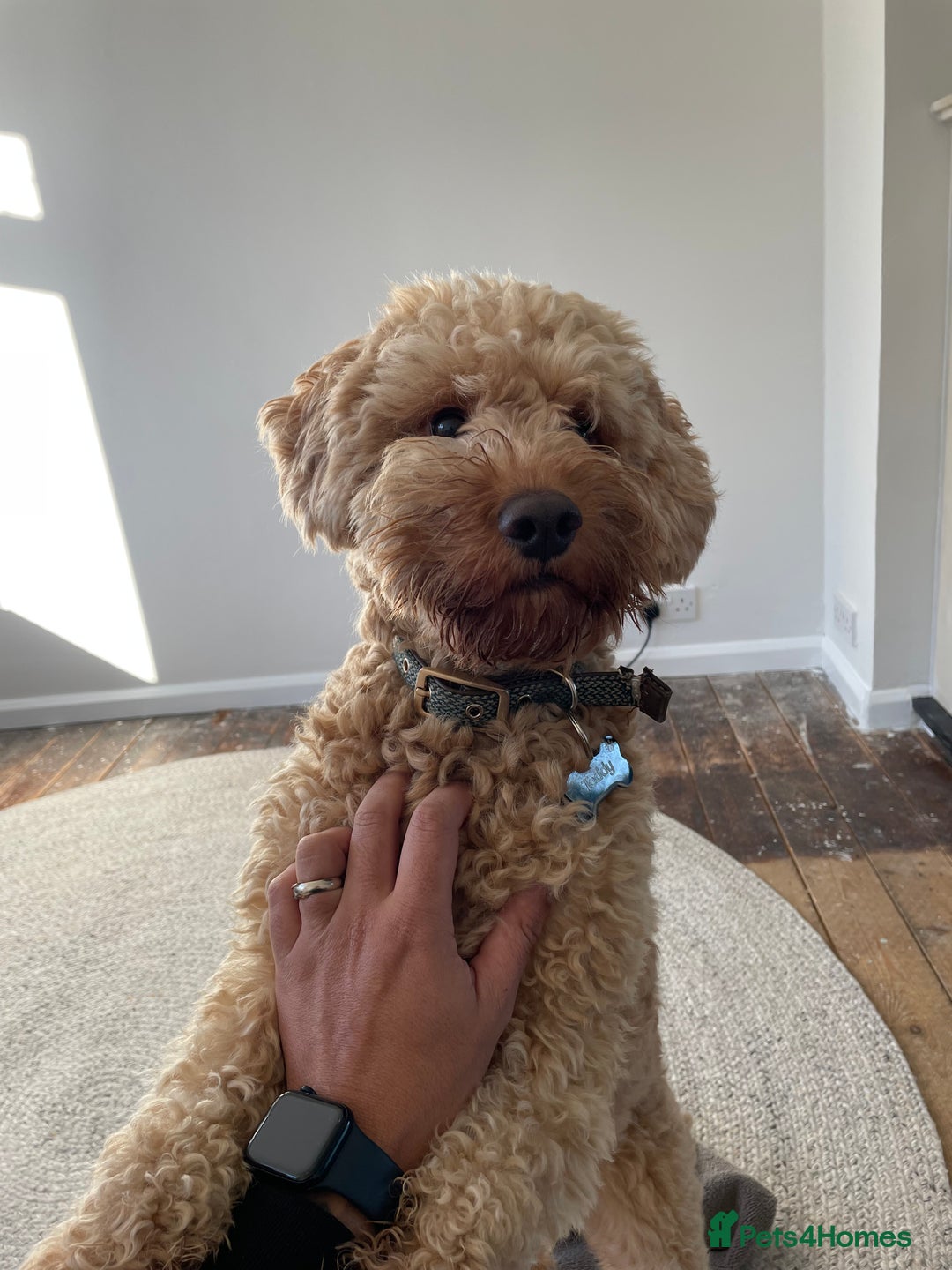 Cockapoo dogs for stud: Cockapoo for Stud  - Advert 4