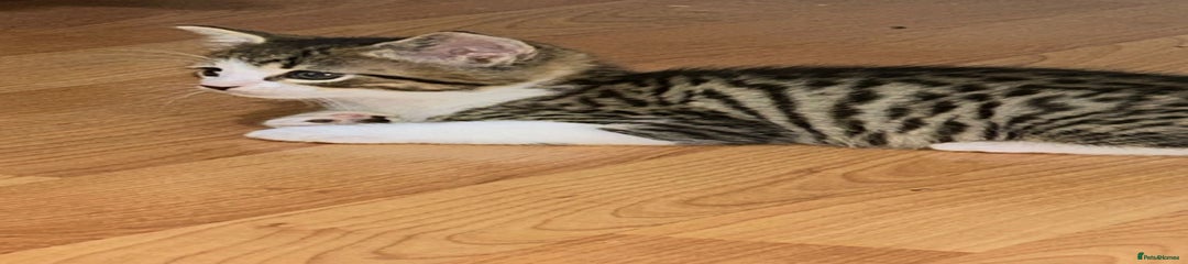 Mixed Breed Kitten 1