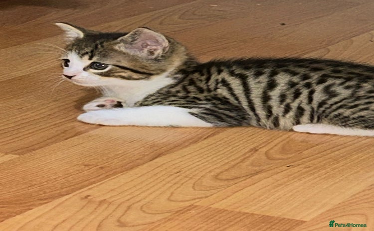 Mixed Breed cats - Advert 1