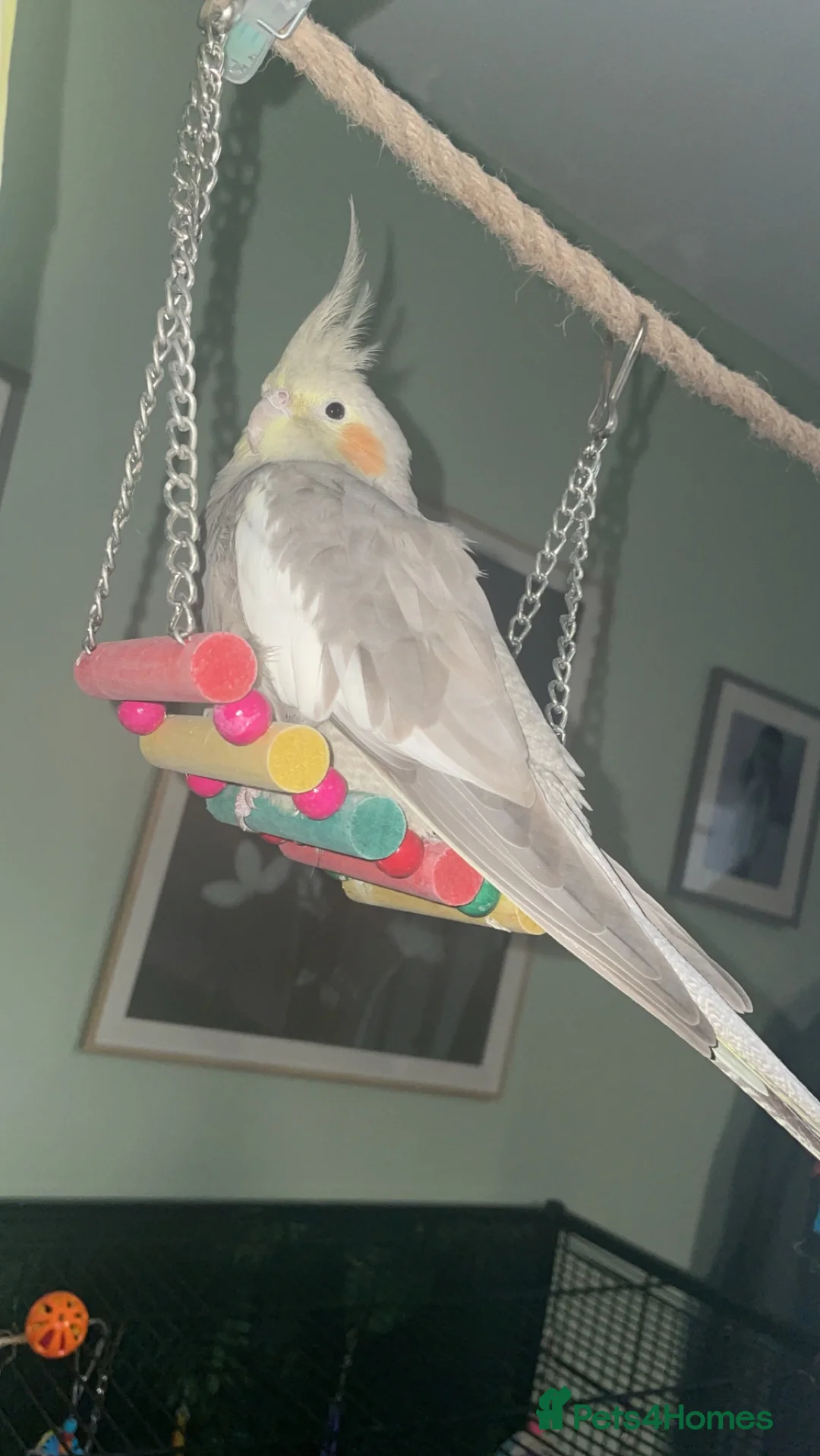 Cockatiels birds for sale: 2 cockatiels looking for loving home - Advert 5