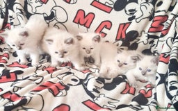 Ragdoll cats for sale: Ragdoll kittens  - Image 1