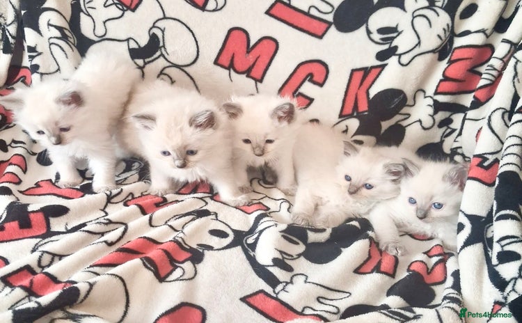 Ragdoll cats - Advert 11