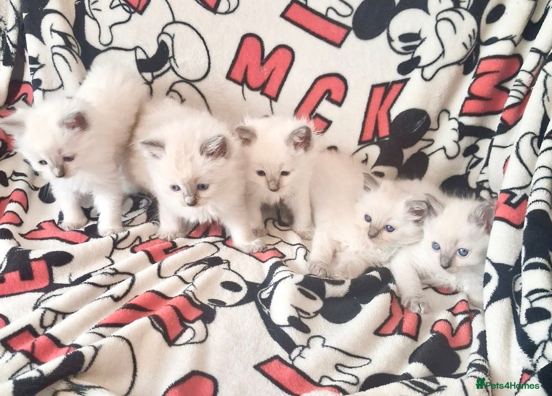 Ragdoll cats for sale: Ragdoll kittens  - Image 1