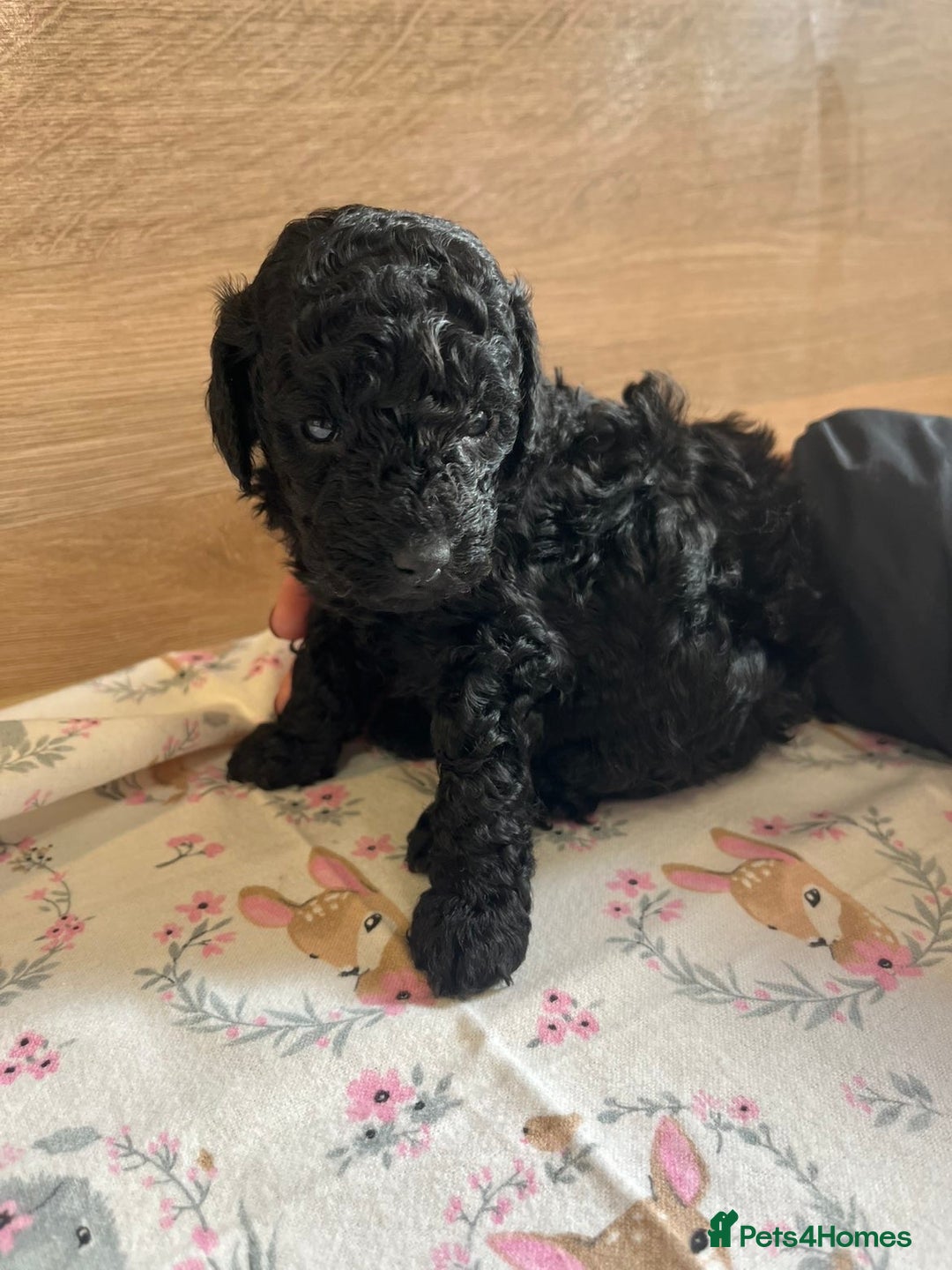 Miniature Poodle dogs for sale: I have 3 black beautiful miniature poodles - Advert 10