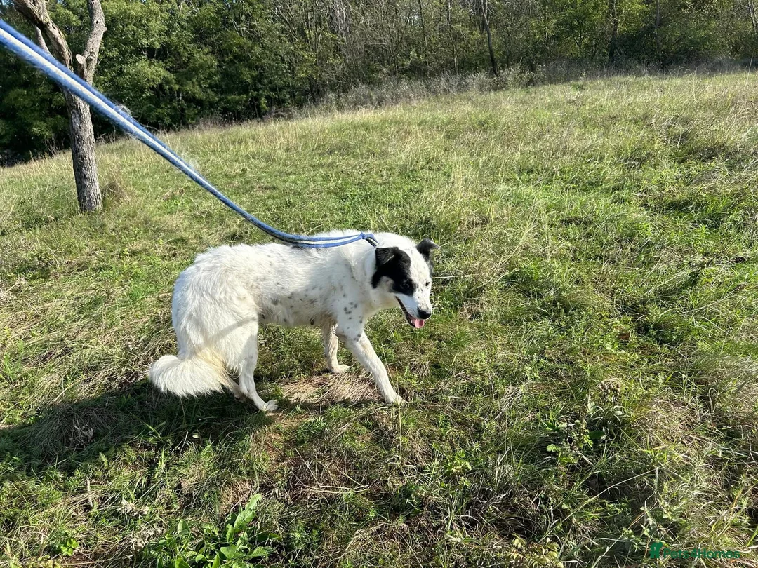 Mixed Breed dogs for adoption: Queenie - Norwich Norfolk  in Norwich - Advert 7