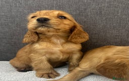 Cocker Spaniel dogs for sale: Beautiful Showtype cocker spaniels - Image 21