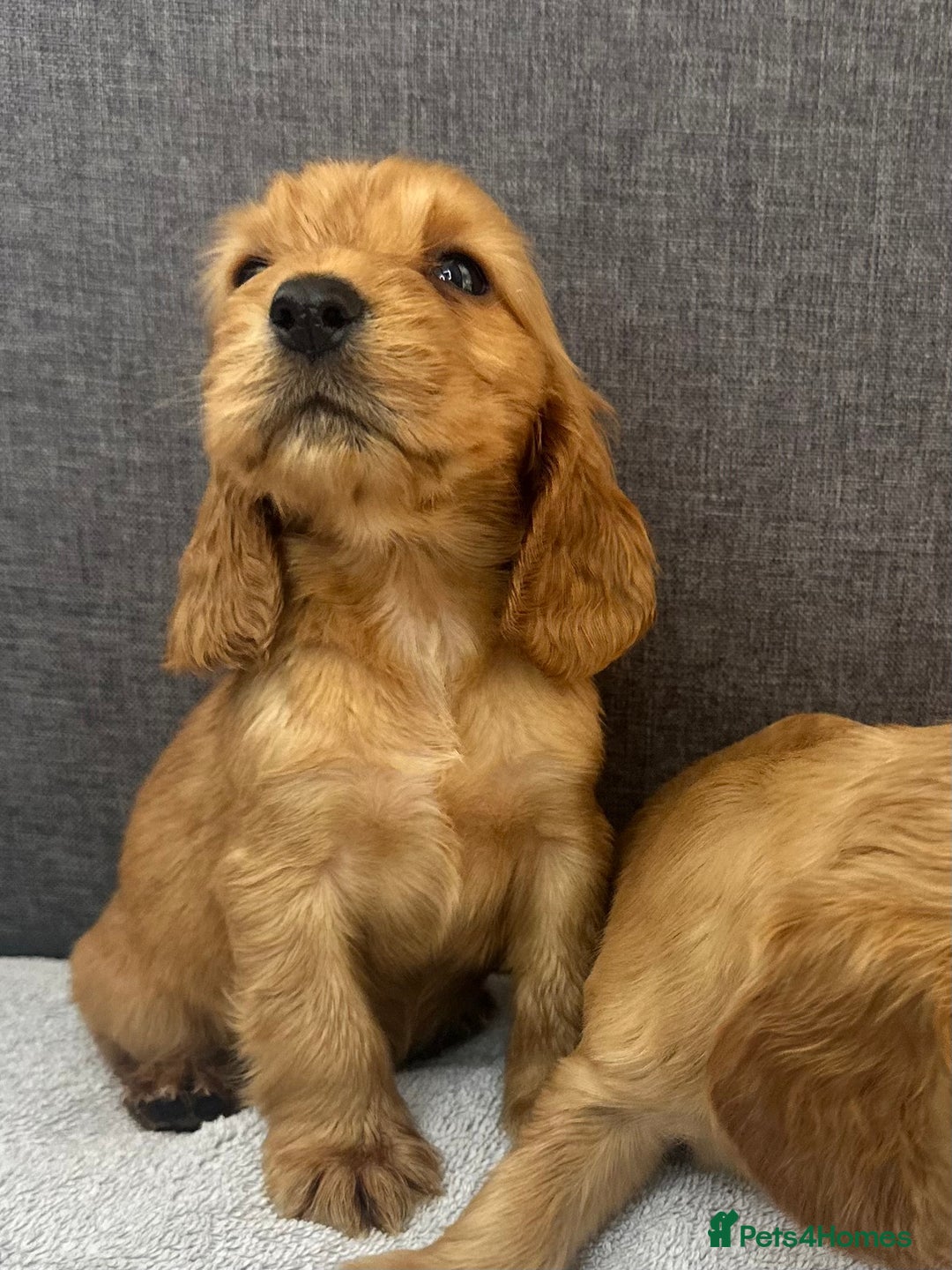 Cocker Spaniel dogs for sale: Beautiful Showtype cocker spaniels - Image 21