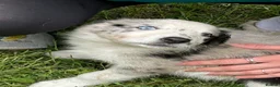 Border Collie dogs for sale: Gorgeous Border Collie puos - Advert 3