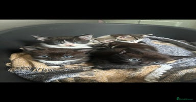 Mixed Breed cats - Advert 7