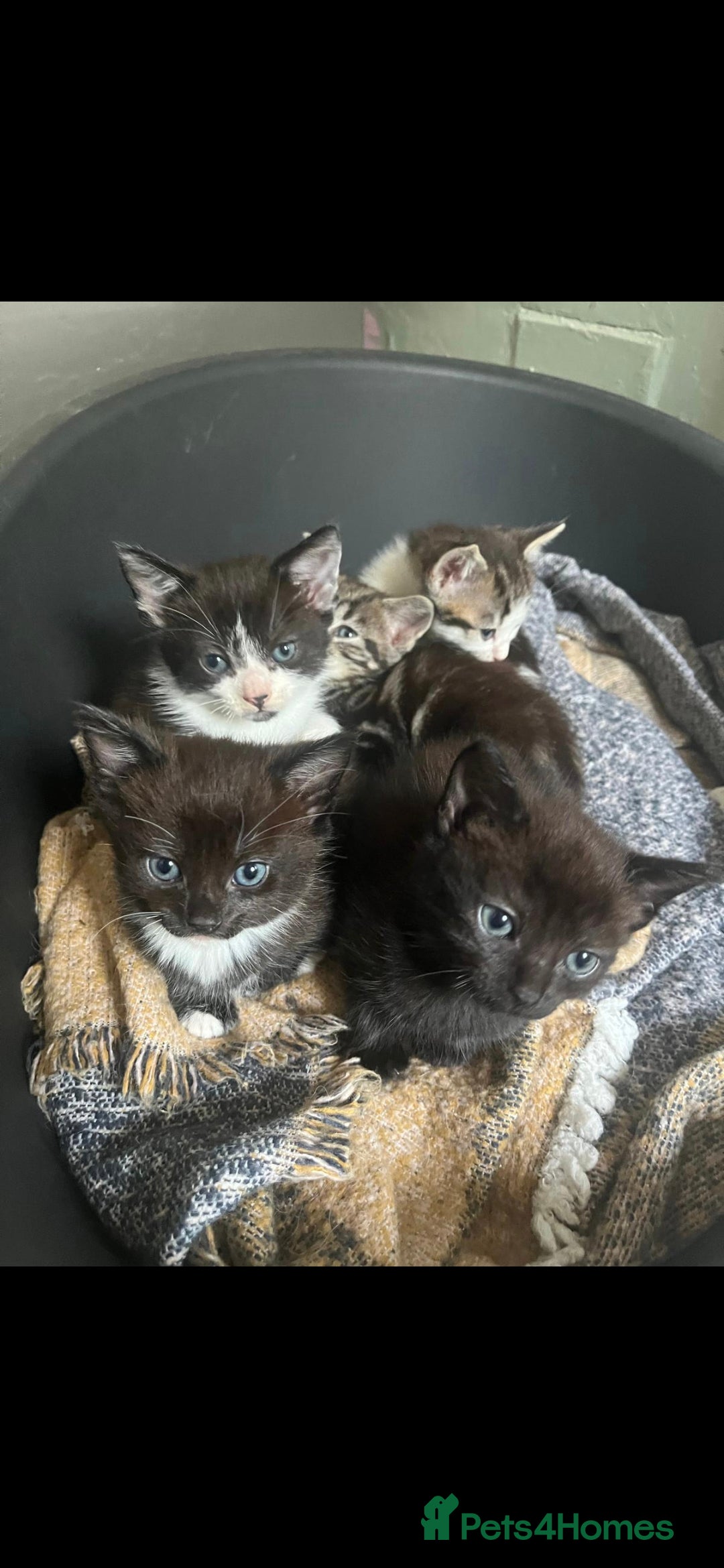 Mixed Breed cats for sale: 5 adorable kittens READY NOW - Image 3